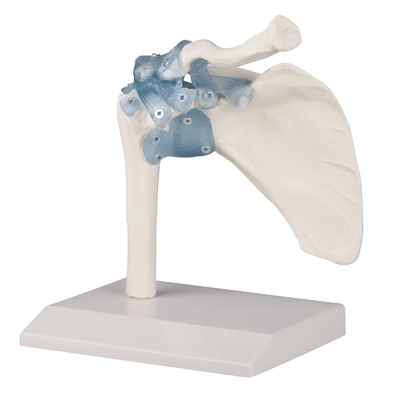 Shoulder joint with ligaments model