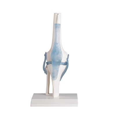 Knee joint model with ligaments