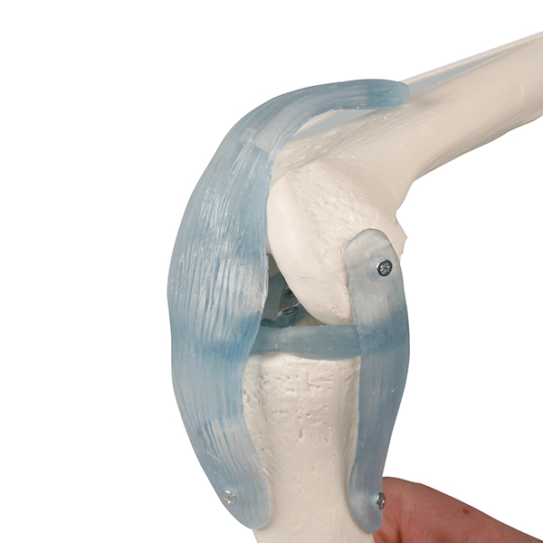 Knee joint model with ligaments