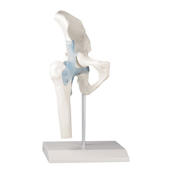 Modèle d'articulation de la hanche avec ligaments et support