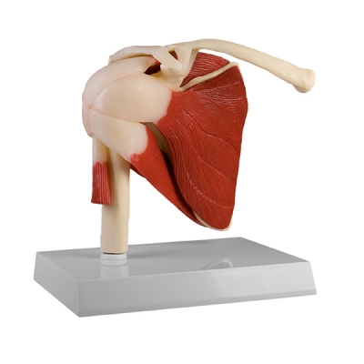 Shoulder Joint model, life size, with muscles