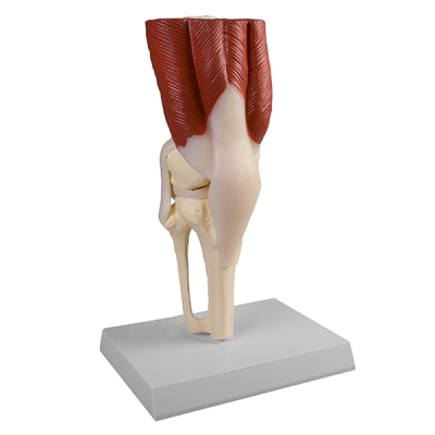Modèle d'articulation du genou, taille naturelle, avec muscles