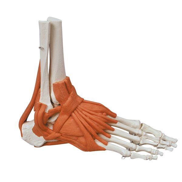 Foot skeleton with ligaments