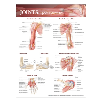 Charte « Joints of the upper extremities »