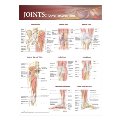 Charte « Joints of the lower extremities »