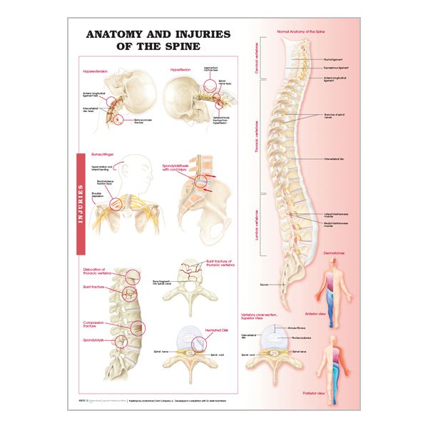 Charte « Anatomy & injuries of the spine »