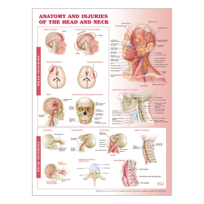 Chart "Anatomy & injuries of the head & neck"
