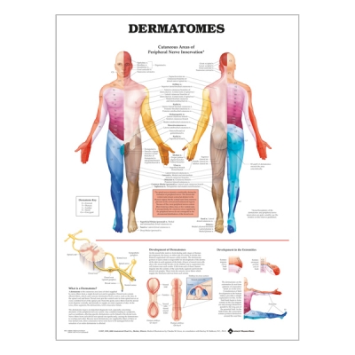 Charte « Dermatomes »