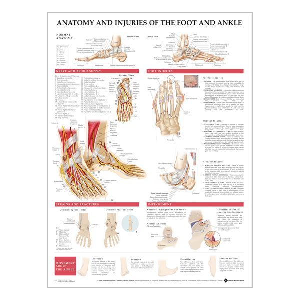 Charte « Anatomy & injuries of the foot & ankle »