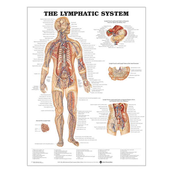 Charte "Lymphatic system"