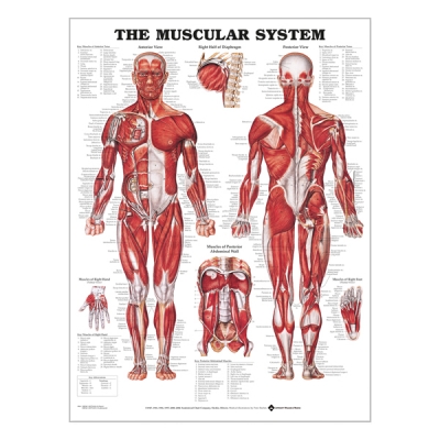 Charte « Muscular system »
