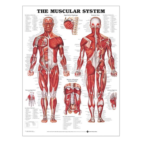 Charte "Muscular system"