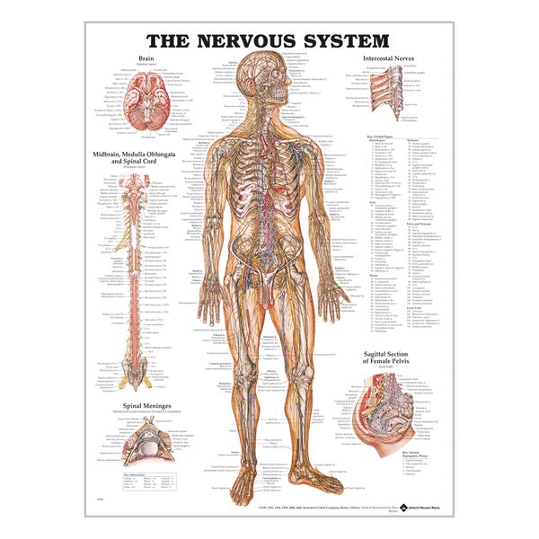 Chart "Nervous system"