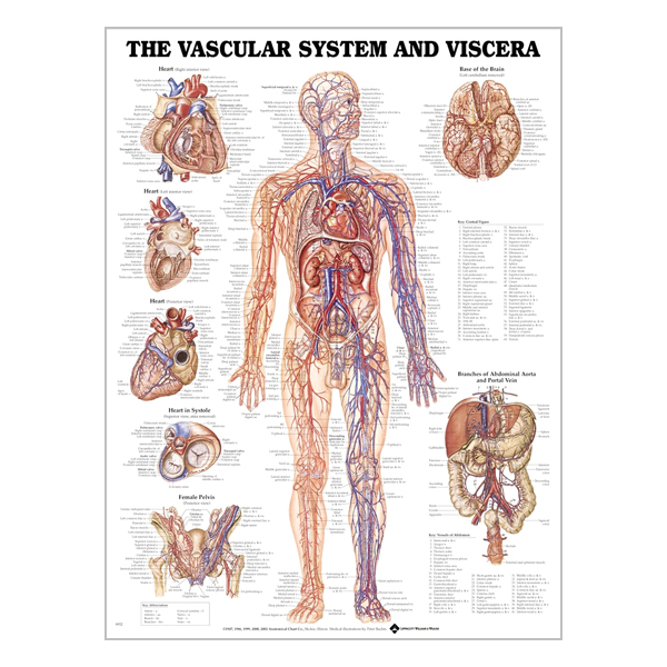Charte "Vascular system"
