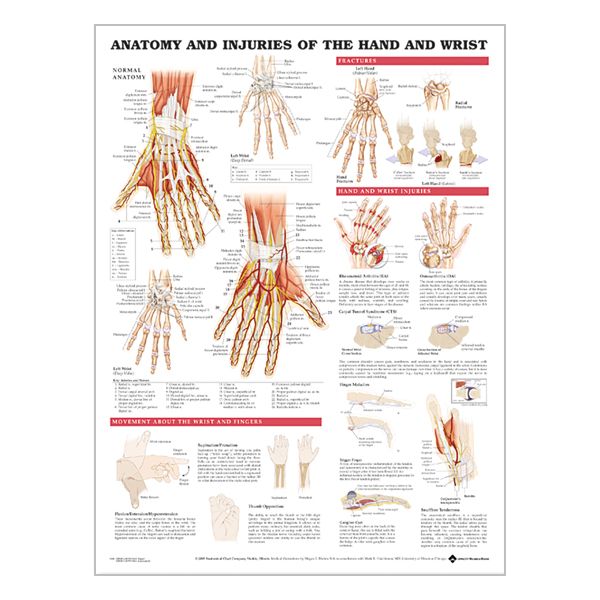 Charte « Anatomy & injuries of the hand & wrist »
