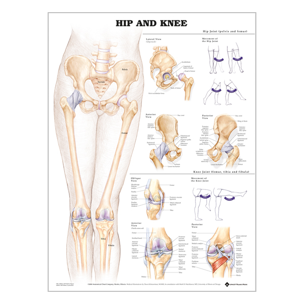 Charte « Hip & knee »