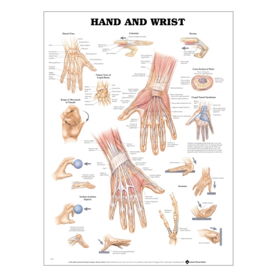 Charte « Hand & wrist »