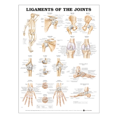 Charte « Ligaments of the joints »