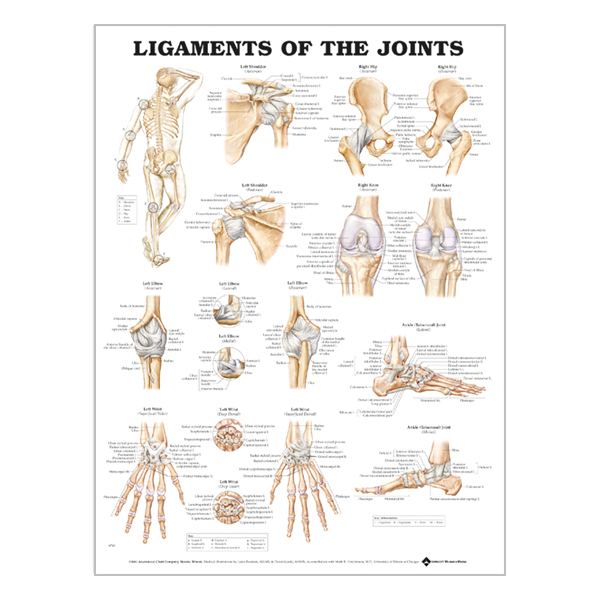 Chart "Ligaments of the joints"