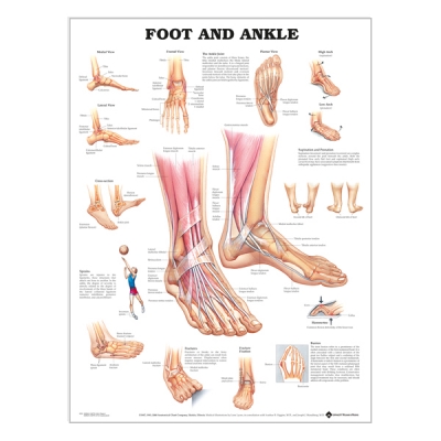 Chart "Foot & ankle"