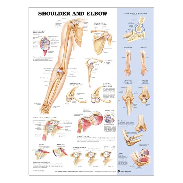 Charte "Shoulder and elbow"