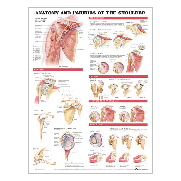 Charte « Anatomy & injuries of the shoulder »