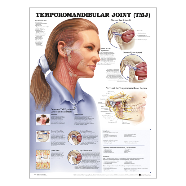Chart "The temporomandibular joint"