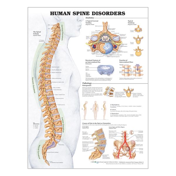 Charte « Human spine disorders »