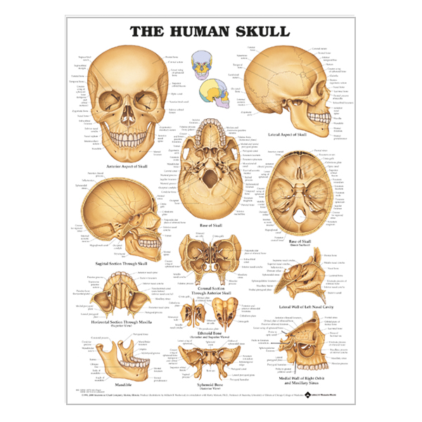 Chart "The human skull"
