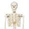 Squelette articulé classique Stan