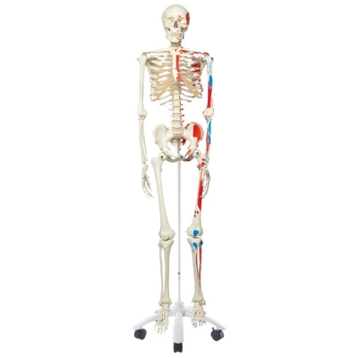Squelette articulé avec muscles "Max"