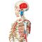 Squelette articulé avec muscles "Max"