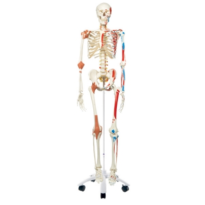 Sam the super human skeleton