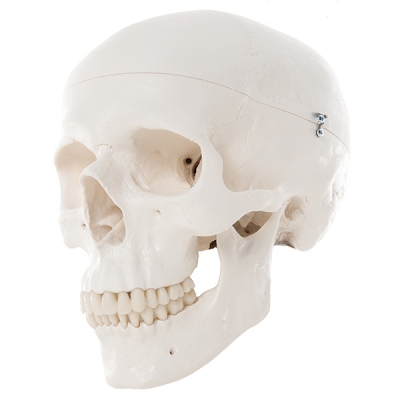 Crâne humain classique
