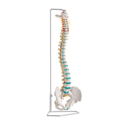 Economical spine with pelvis and support
