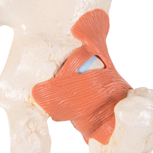 Modèle fonctionnel deluxe de l'articulation de la hanche 