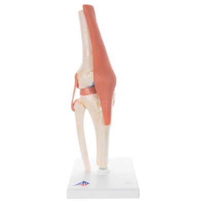 Deluxe functional knee joint model
