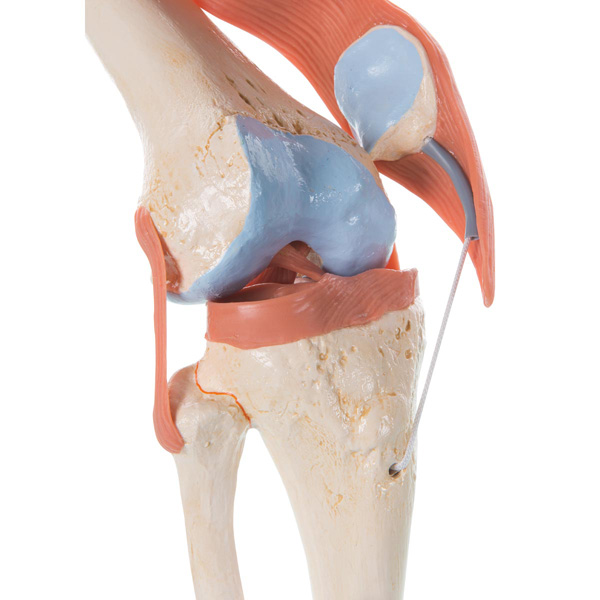 Deluxe functional knee joint model