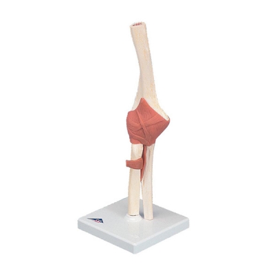 Deluxe functional elbow joint model