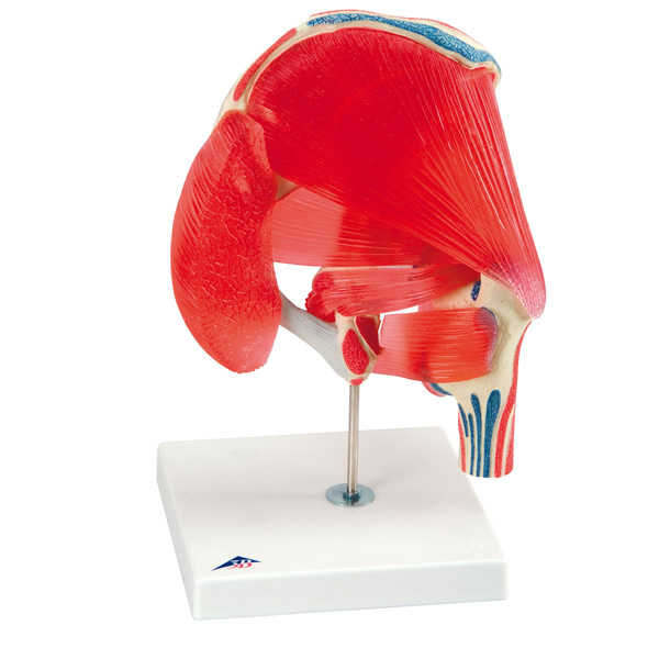 Hip joint with removable muscles model - 7 parts
