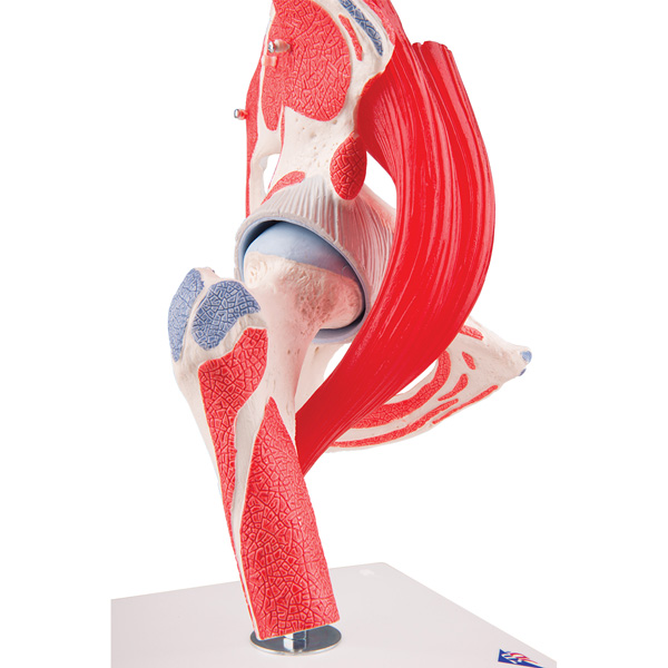 Hip joint with removable muscles model - 7 parts