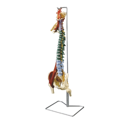 Muscle spine with disorders