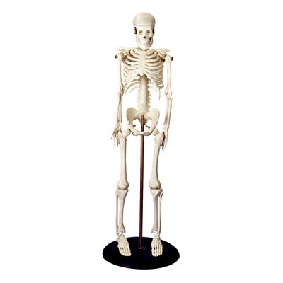 "Tiny Tim" The Miniature Skeleton