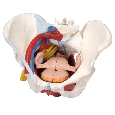 Modèle de bassin féminin avec ligaments, vaisseaux, nerfs, plancher pelvien et organes détachable en 6 pièces