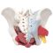 Removable Female pelvis model with ligaments, vessels nerves, pelvic floor and organs - 6 parts