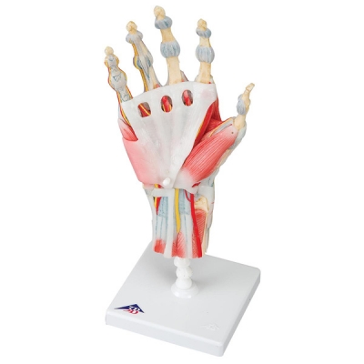 Modèle functionnel deluxe du squelette de la main avec ligaments et muscles
