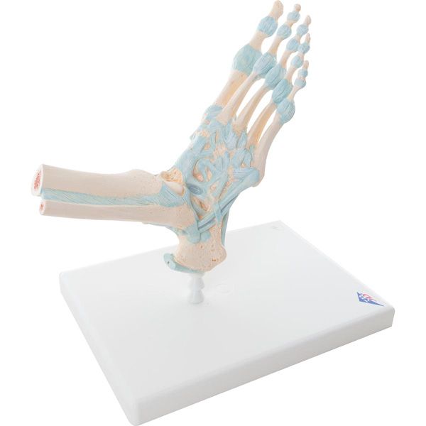 Modèle anatomique du pied avec ligaments