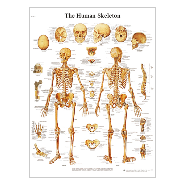 Charte "The Human Skeleton"