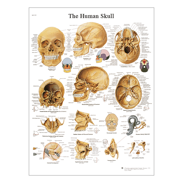 Charte "The human skull" 