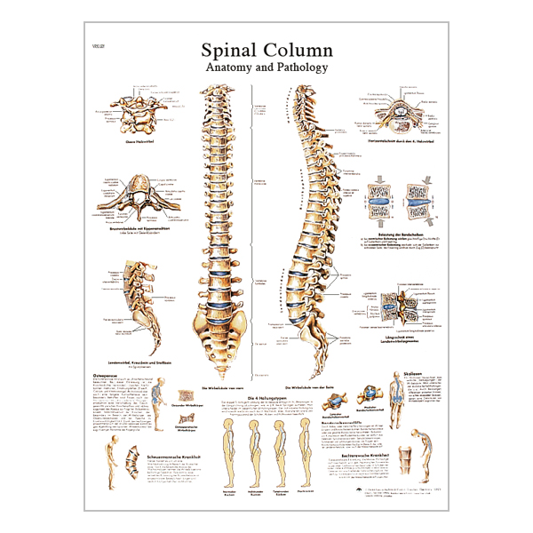 Charte "The Spinal Column - Anatomy and Pathology"